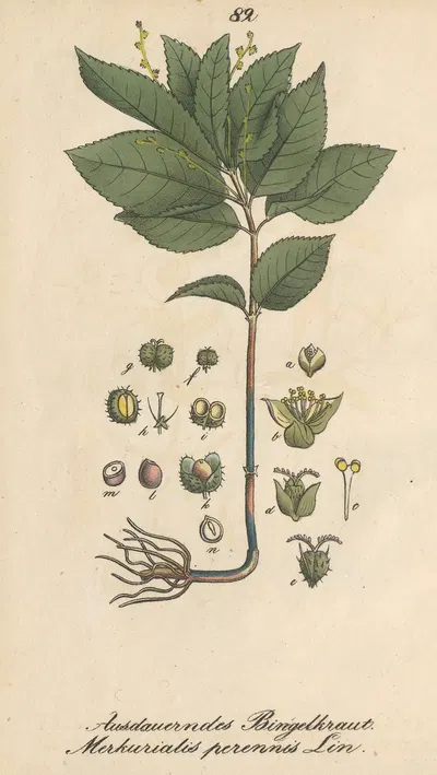 Mercurialis perennis by Eduard Winkler, 1831 — digital art print download