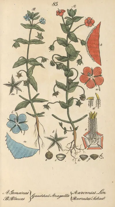 Anagallis arvensis by Eduard Winkler, 1831 — digital art print download