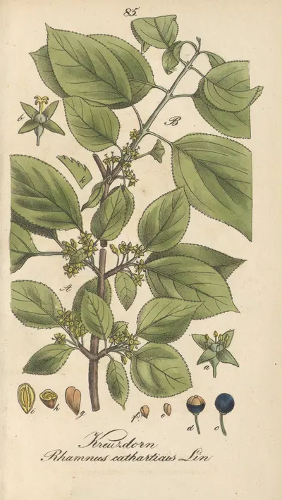 Rhamnus cathartica by Eduard Winkler, 1831 — digital art print download
