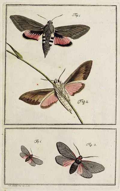 Archives de l'histoire des insectes Pl.02 by Johann Caspar Fuessli, 1794 — digital art print download