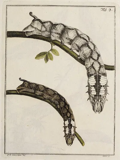 Archives de l'histoire des insectes Pl.03 by Johann Caspar Fuessli, 1794 — digital art print download