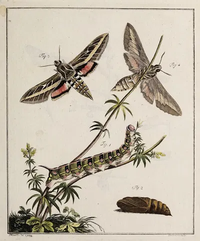 Archives de l'histoire des insectes Pl.04 by Johann Caspar Fuessli, 1794 — digital art print download