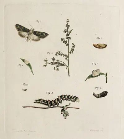 Archives de l'histoire des insectes Pl.05 by Johann Caspar Fuessli, 1794 — digital art print download