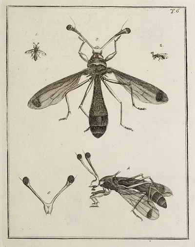 Archives de l'histoire des insectes Pl.06 by Johann Caspar Fuessli, 1794 — digital art print download