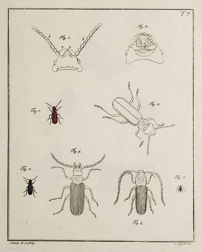 Archives de l'histoire des insectes Pl.07 by Johann Caspar Fuessli, 1794 — digital art print download