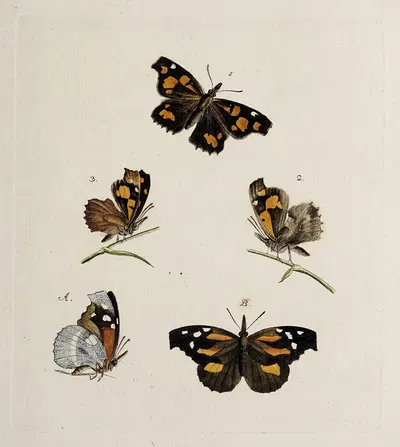 Archives de l'histoire des insectes Pl.08 by Johann Caspar Fuessli, 1794 — digital art print download