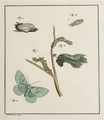 Archives de l'histoire des insectes Pl.09 by Johann Caspar Fuessli, 1794 — digital art print download