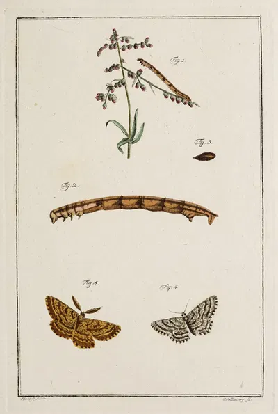 Archives de l'histoire des insectes Pl.10 by Johann Caspar Fuessli, 1794 — digital art print download