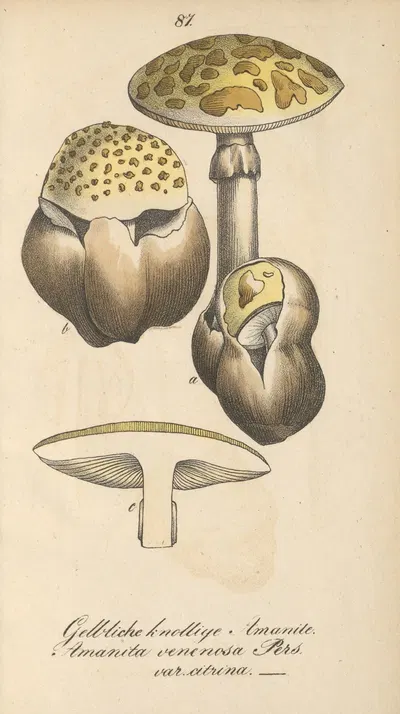 Amanita venenosa by Eduard Winkler, 1831 — digital art print download
