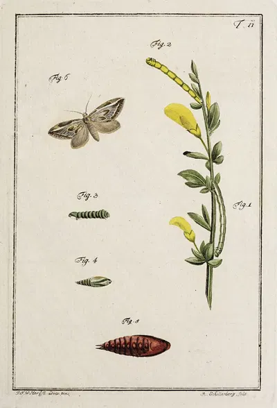 Archives de l'histoire des insectes Pl.11 by Johann Caspar Fuessli, 1794 — digital art print download