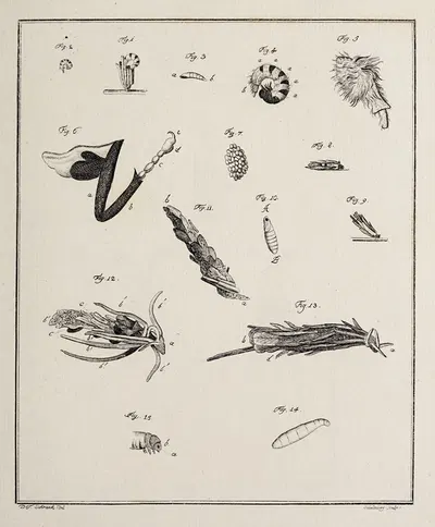 Archives de l'histoire des insectes Pl.12 by Johann Caspar Fuessli, 1794 — digital art print download