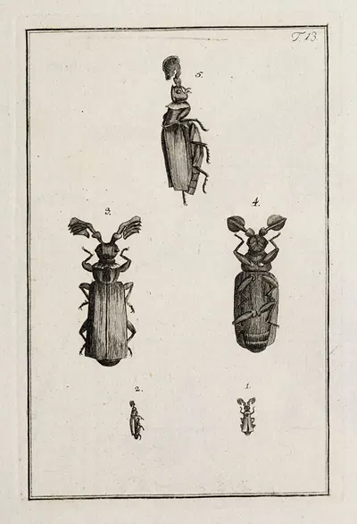 Archives de l'histoire des insectes Pl.13 by Johann Caspar Fuessli, 1794 — digital art print download