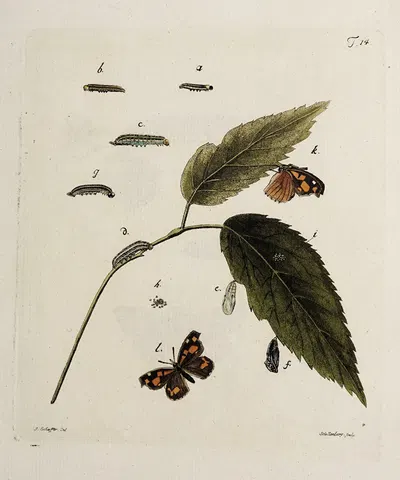 Archives de l'histoire des insectes Pl.14 by Johann Caspar Fuessli, 1794 — digital art print download