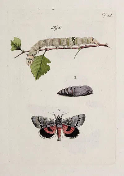 Archives de l'histoire des insectes Pl.15 by Johann Caspar Fuessli, 1794 — digital art print download