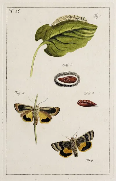 Archives de l'histoire des insectes Pl.16 by Johann Caspar Fuessli, 1794 — digital art print download