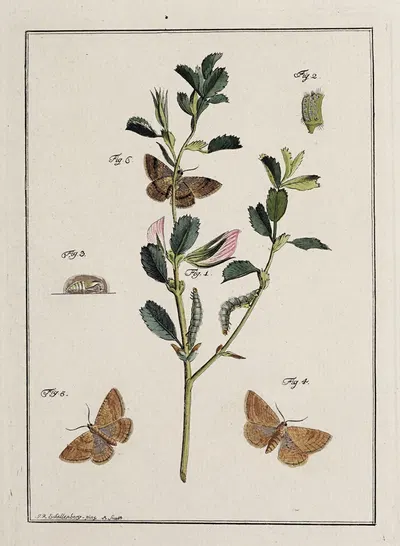 Archives de l'histoire des insectes Pl.17 by Johann Caspar Fuessli, 1794 — digital art print download