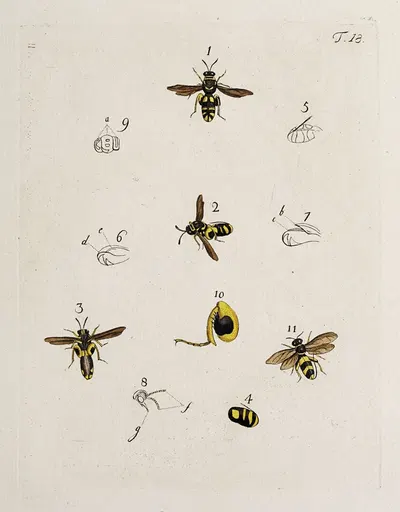 Archives de l'histoire des insectes Pl.18 by Johann Caspar Fuessli, 1794 — digital art print download