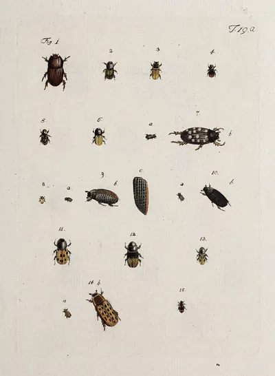 Archives de l'histoire des insectes Pl.19 by Johann Caspar Fuessli, 1794 — digital art print download