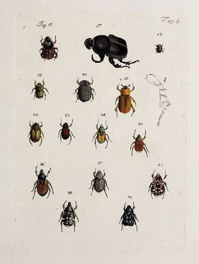 Archives de l'histoire des insectes Pl.20 by Johann Caspar Fuessli, 1794 — digital art print download