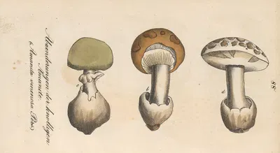 Amanita venenosa by Eduard Winkler, 1831 — digital art print download