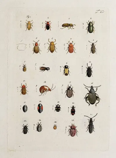 Archives de l'histoire des insectes Pl.21 by Johann Caspar Fuessli, 1794 — digital art print download