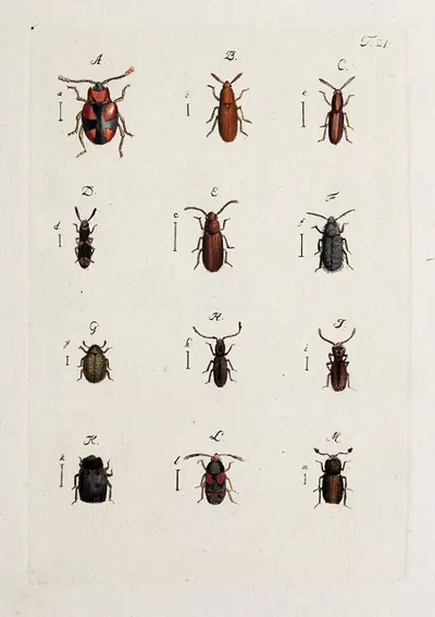 Archives de l'histoire des insectes Pl.22 by Johann Caspar Fuessli, 1794 — digital art print download