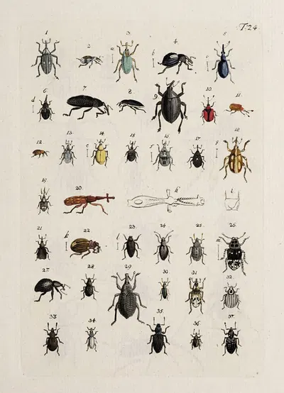 Archives de l'histoire des insectes Pl.25 by Johann Caspar Fuessli, 1794 — digital art print download