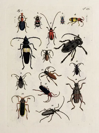 Archives de l'histoire des insectes Pl.26 by Johann Caspar Fuessli, 1794 — digital art print download