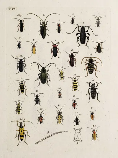 Archives de l'histoire des insectes Pl.27 by Johann Caspar Fuessli, 1794 — digital art print download