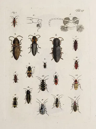 Archives de l'histoire des insectes Pl.28 by Johann Caspar Fuessli, 1794 — digital art print download