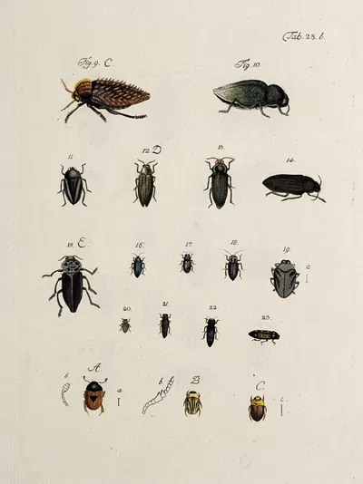 Archives de l'histoire des insectes Pl.30 by Johann Caspar Fuessli, 1794 — digital art print download