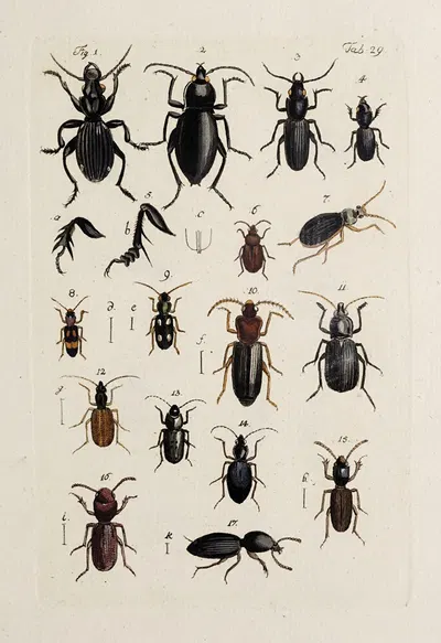 Archives de l'histoire des insectes Pl.31 by Johann Caspar Fuessli, 1794 — digital art print download