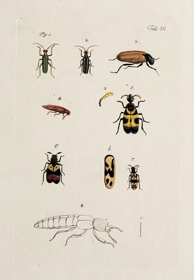 Archives de l'histoire des insectes Pl.32 by Johann Caspar Fuessli, 1794 — digital art print download