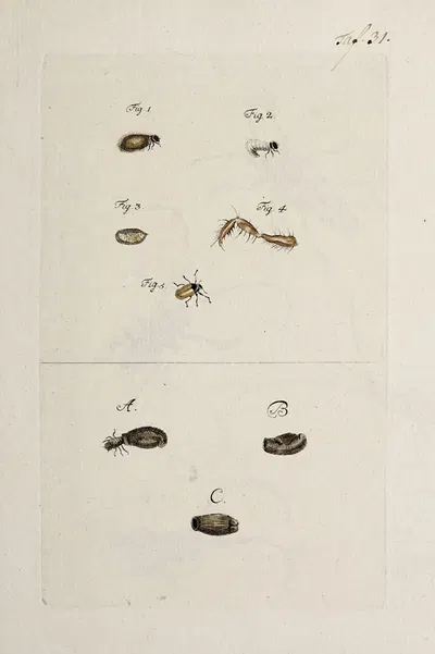 Archives de l'histoire des insectes Pl.33 by Johann Caspar Fuessli, 1794 — digital art print download