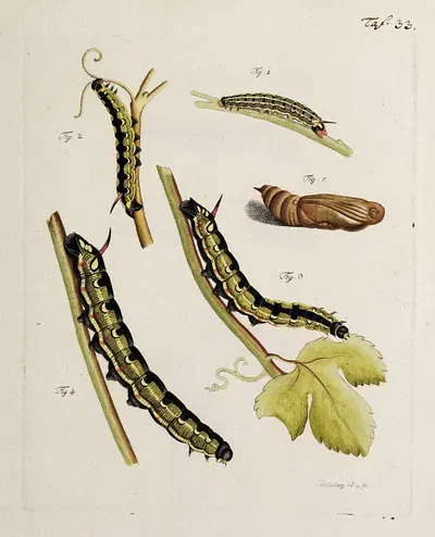 Archives de l'histoire des insectes Pl.35 by Johann Caspar Fuessli, 1794 — digital art print download