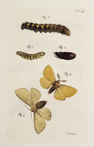 Archives de l'histoire des insectes Pl.36 by Johann Caspar Fuessli, 1794 — digital art print download