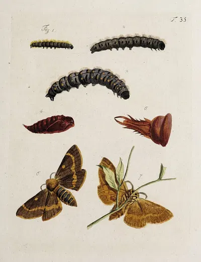 Archives de l'histoire des insectes Pl.37 by Johann Caspar Fuessli, 1794 — digital art print download