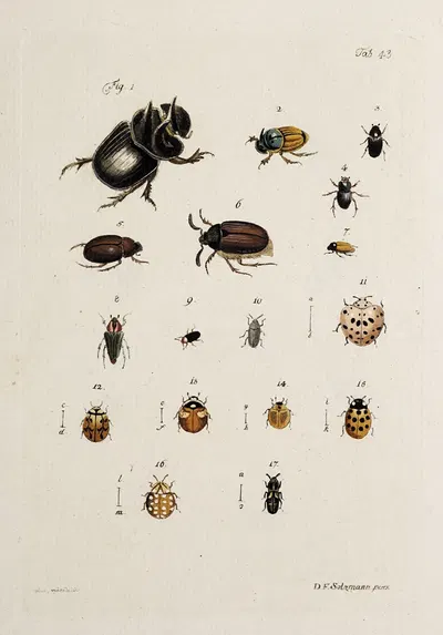 Archives de l'histoire des insectes Pl.38 by Johann Caspar Fuessli, 1794 — digital art print download