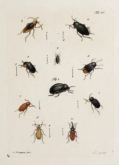 Archives de l'histoire des insectes Pl.39 by Johann Caspar Fuessli, 1794 — digital art print download