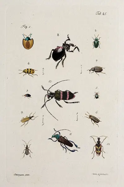 Archives de l'histoire des insectes Pl.40 by Johann Caspar Fuessli, 1794 — digital art print download