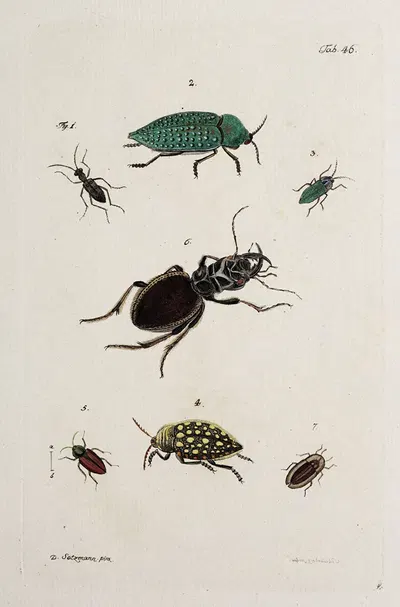 Archives de l'histoire des insectes Pl.41 by Johann Caspar Fuessli, 1794 — digital art print download