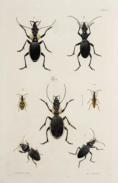 Archives de l'histoire des insectes Pl.42 by Johann Caspar Fuessli, 1794 — digital art print download