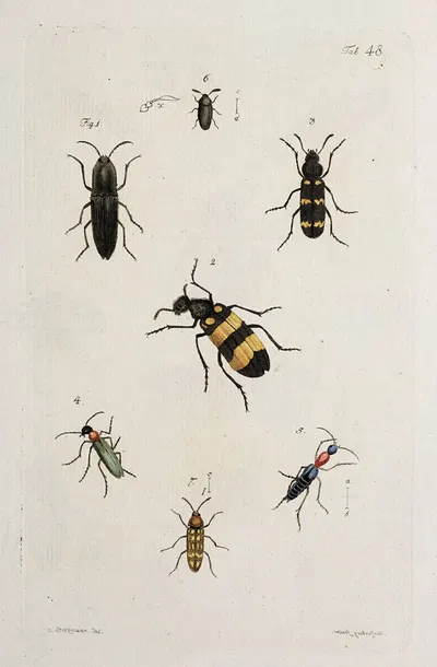 Archives de l'histoire des insectes Pl.43 by Johann Caspar Fuessli, 1794 — digital art print download
