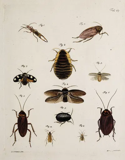 Archives de l'histoire des insectes Pl.44 by Johann Caspar Fuessli, 1794 — digital art print download