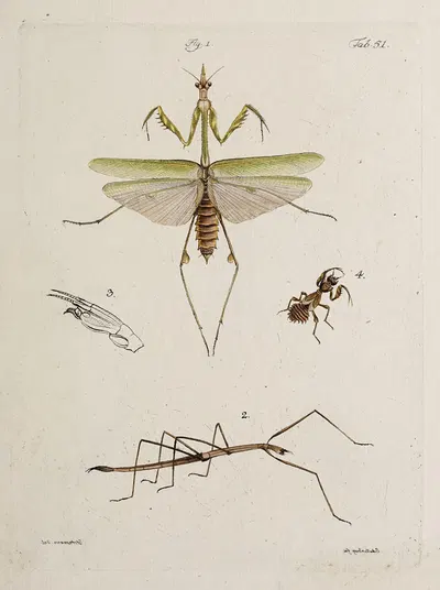 Archives de l'histoire des insectes Pl.46 by Johann Caspar Fuessli, 1794 — digital art print download