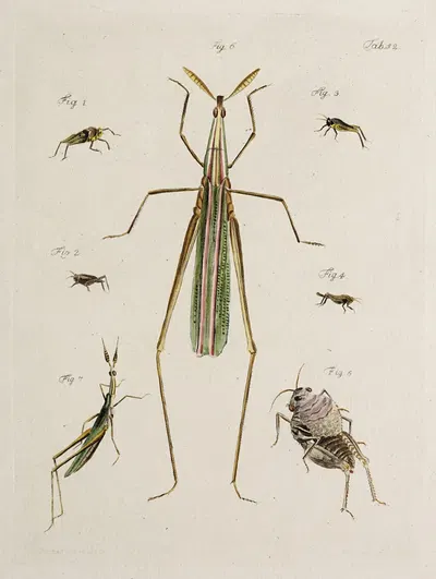 Archives de l'histoire des insectes Pl.47 by Johann Caspar Fuessli, 1794 — digital art print download