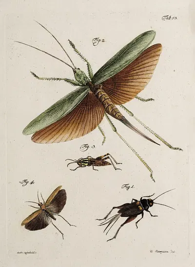Archives de l'histoire des insectes Pl.48 by Johann Caspar Fuessli, 1794 — digital art print download