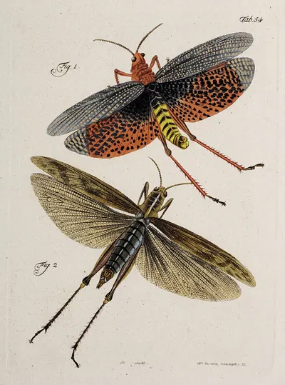 Archives de l'histoire des insectes Pl.49 by Johann Caspar Fuessli, 1794 — digital art print download