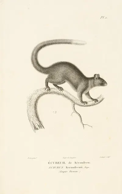 Centurie zoologique Pl.01 by René-Primevère Lesson, 1830-1832 — digital art print download