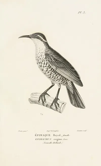 Centurie zoologique Pl.03 by René-Primevère Lesson, 1830-1832 — digital art print download